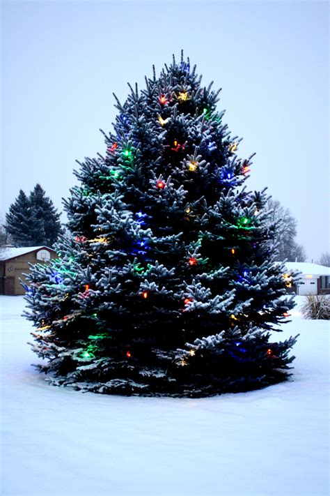 christmas tree image free